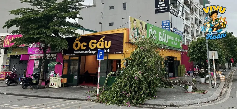 Ảnh tham khảo về Ốc Gấu Hạ Long