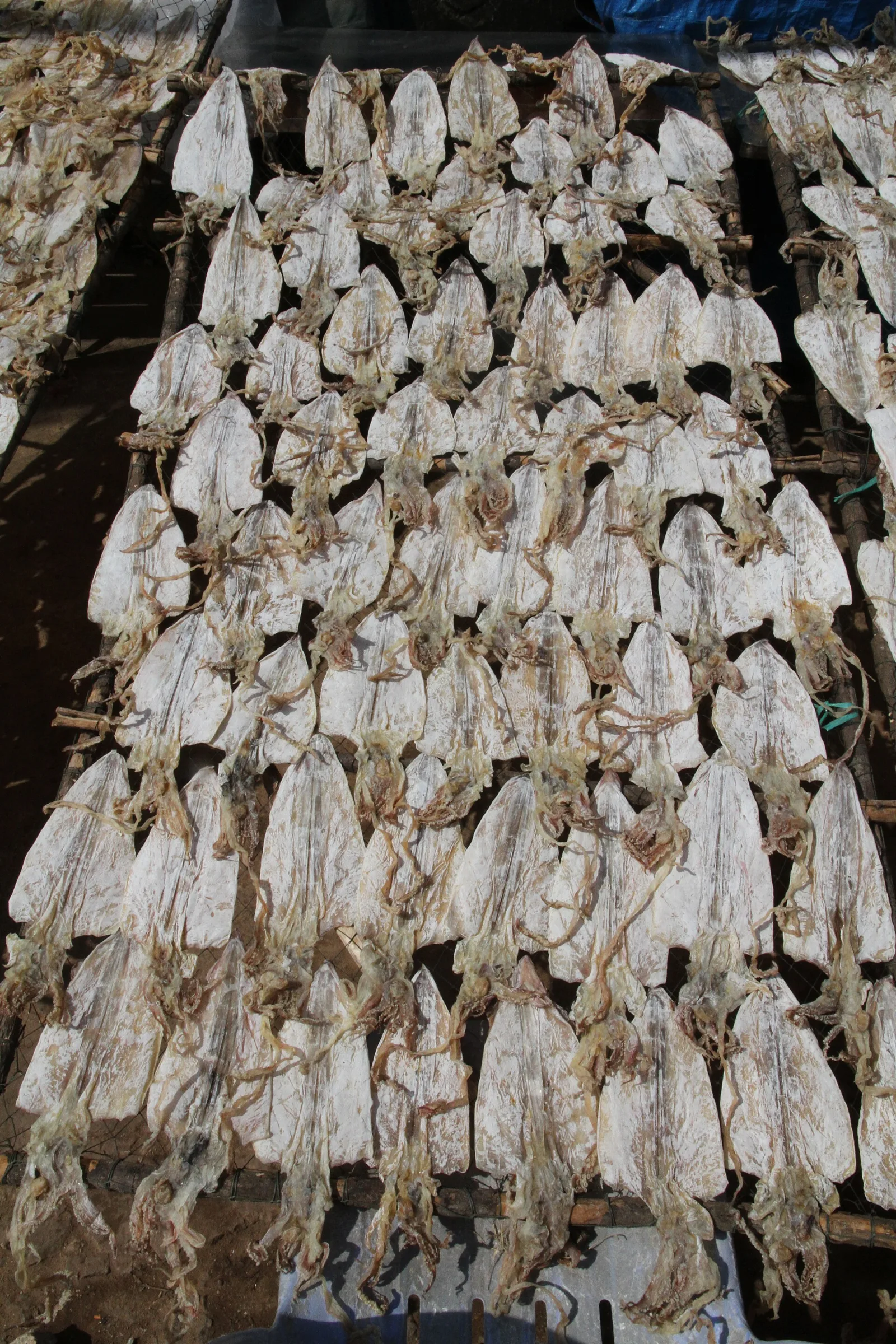 Ảnh minh họa cho Sữa chua trân châu Hạ Long