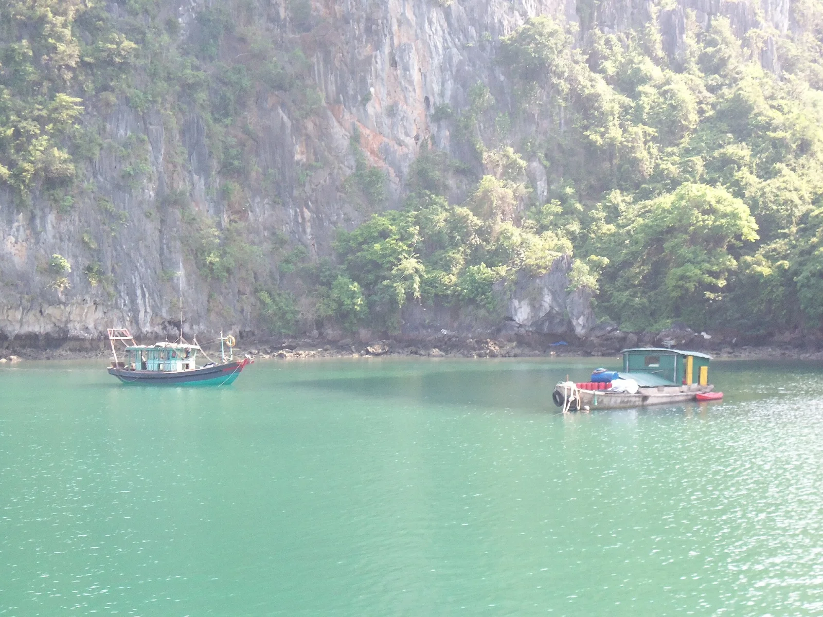Ảnh minh họa Đi Hạ Long với thú cưng cần hỏi gì trước?